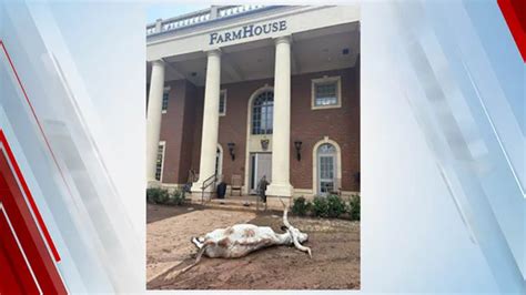 Dead longhorn found on Oklahoma State fraternity lawn the day before championship game with Texas